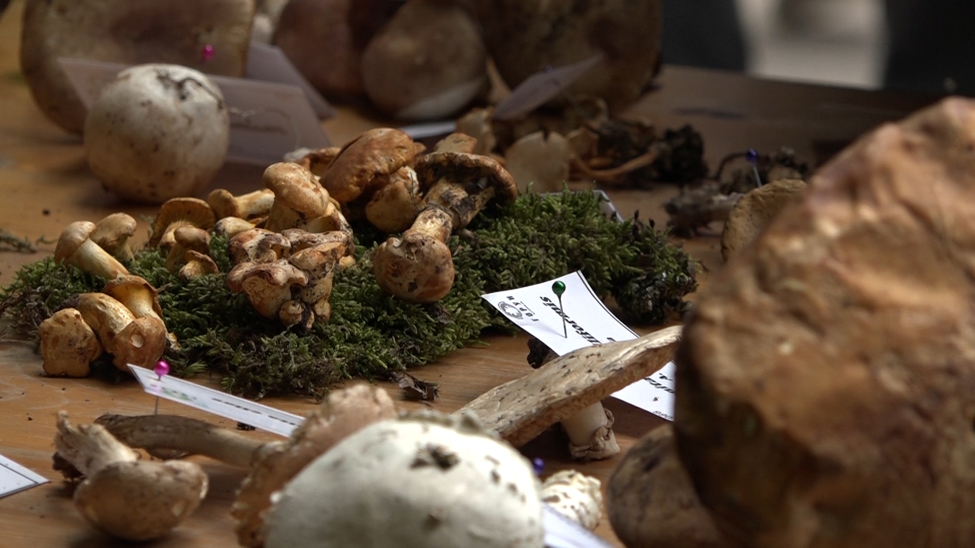 Izložba samoniklih gljiva u Ćupriji