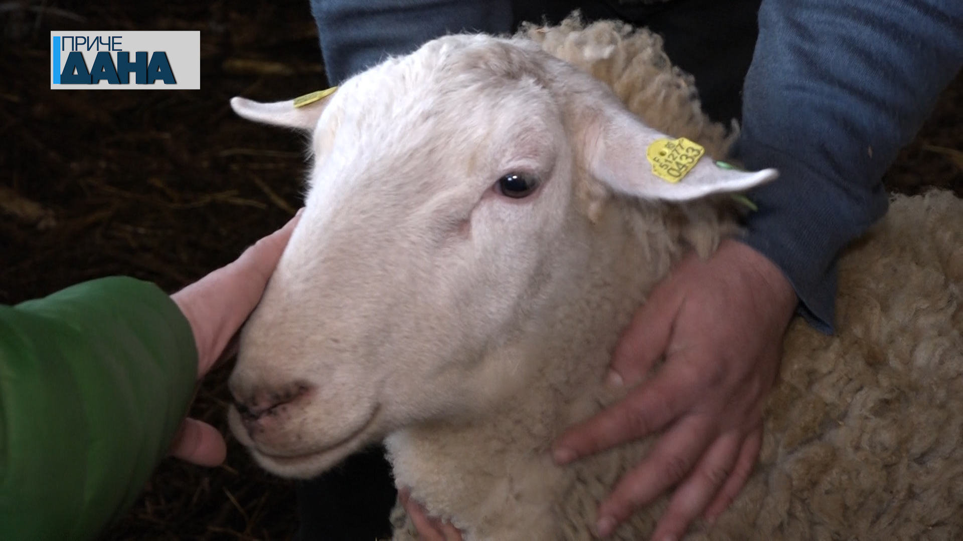 U Drenovcu kod Paraćina prvo grlo britanske mlečne ovce u Centralnoj Srbiji