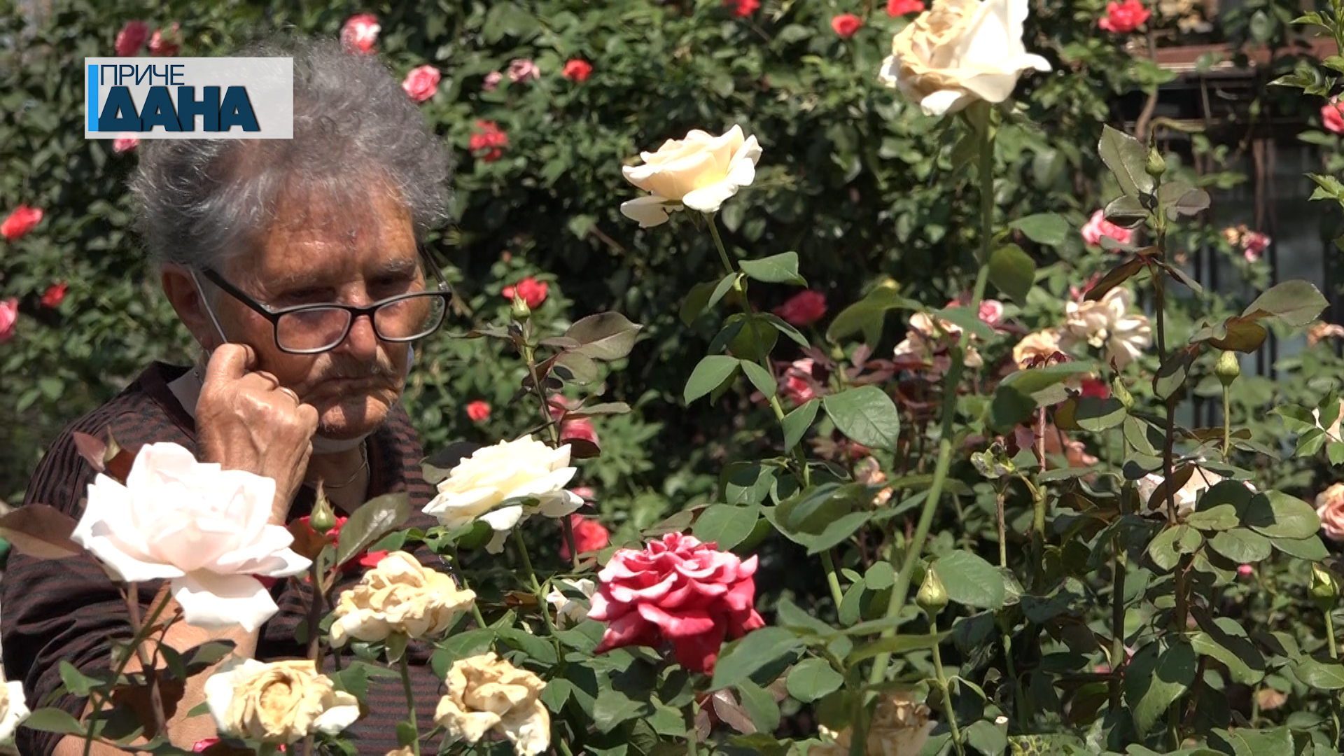 Baka Bisine ruže u Jagodnjaku