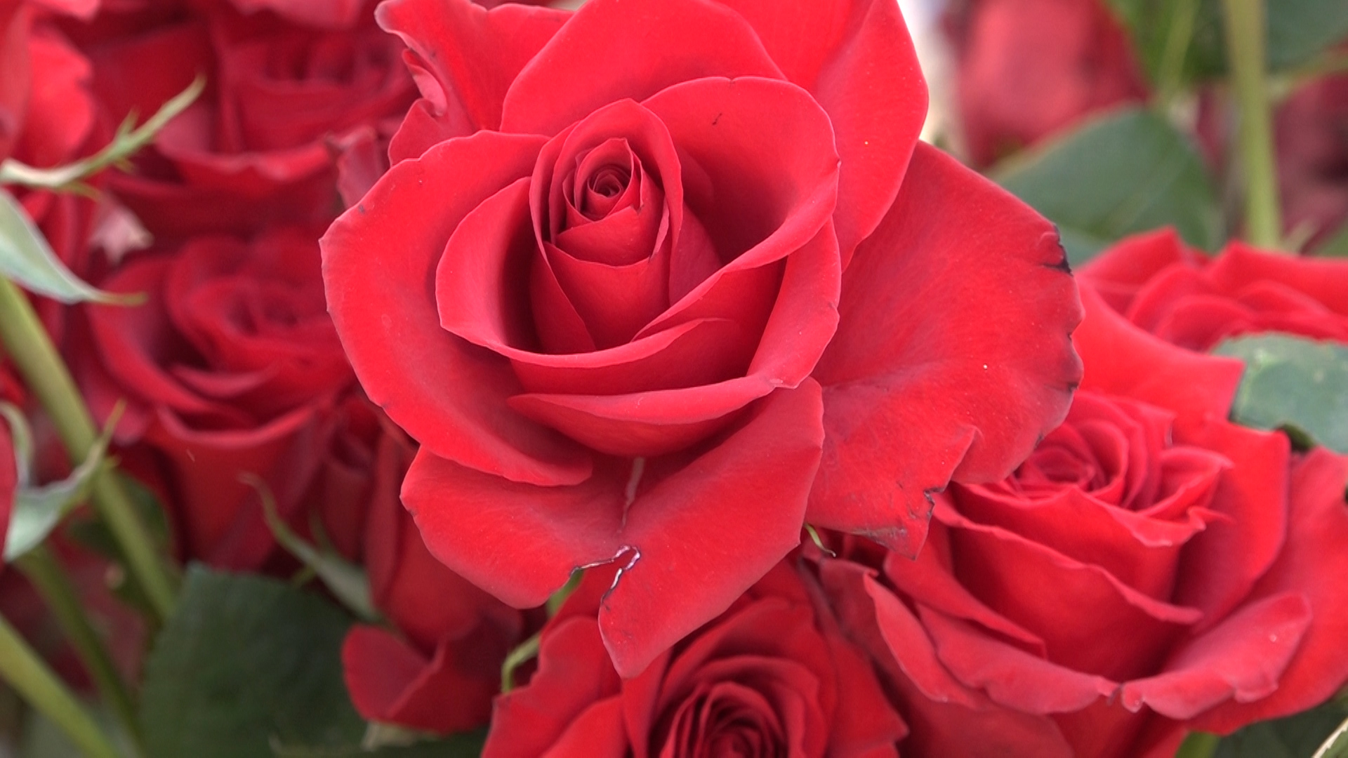Ruže i karanfili najpopularniji pokloni i ove godine za Dan žena u Paraćinu
