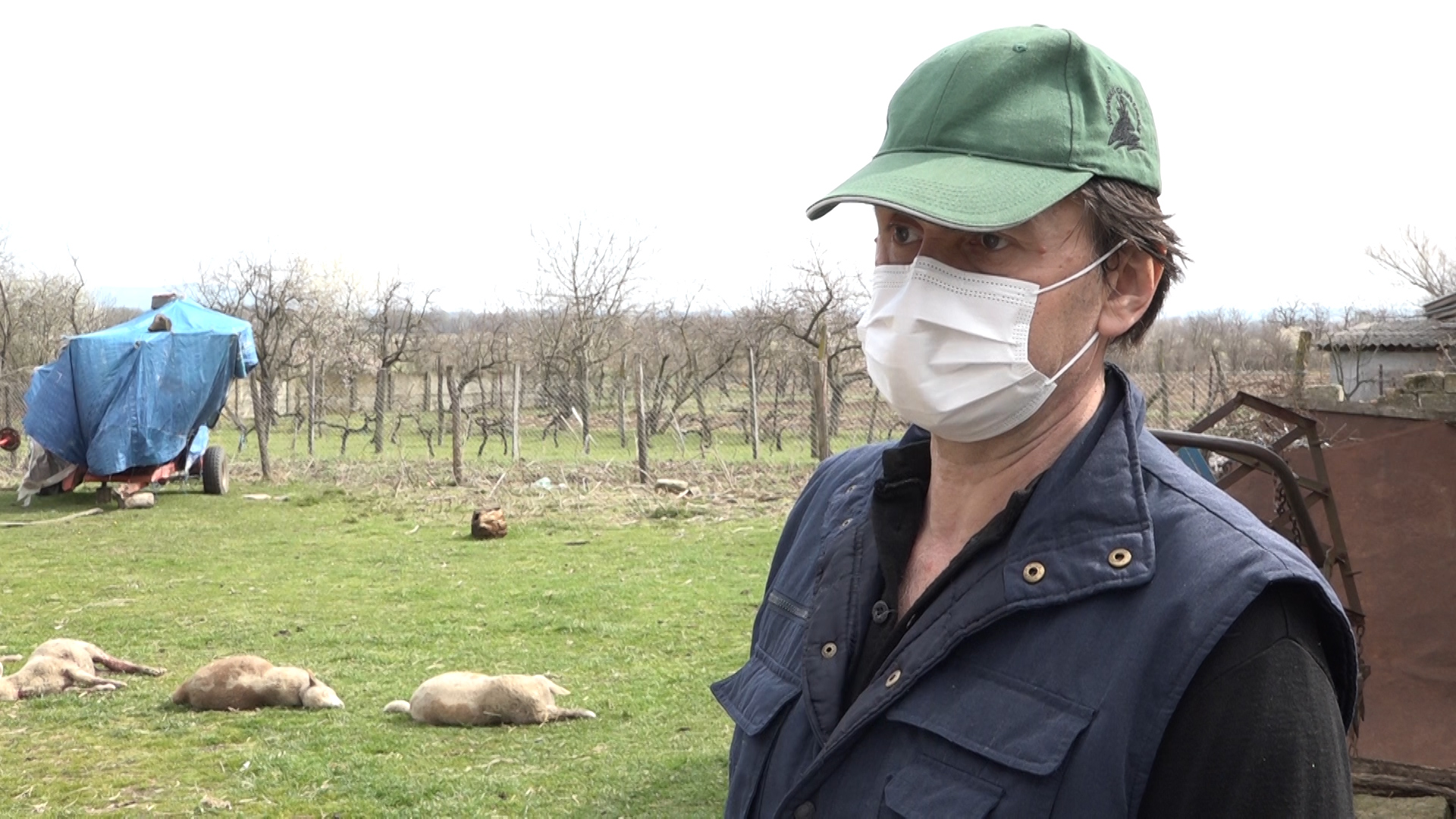 Čopor pasa lutalica napao stado jagnjadi u Trešnjevici